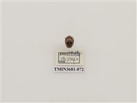 藏品(十星偽瓢螢金花蟲)的圖片